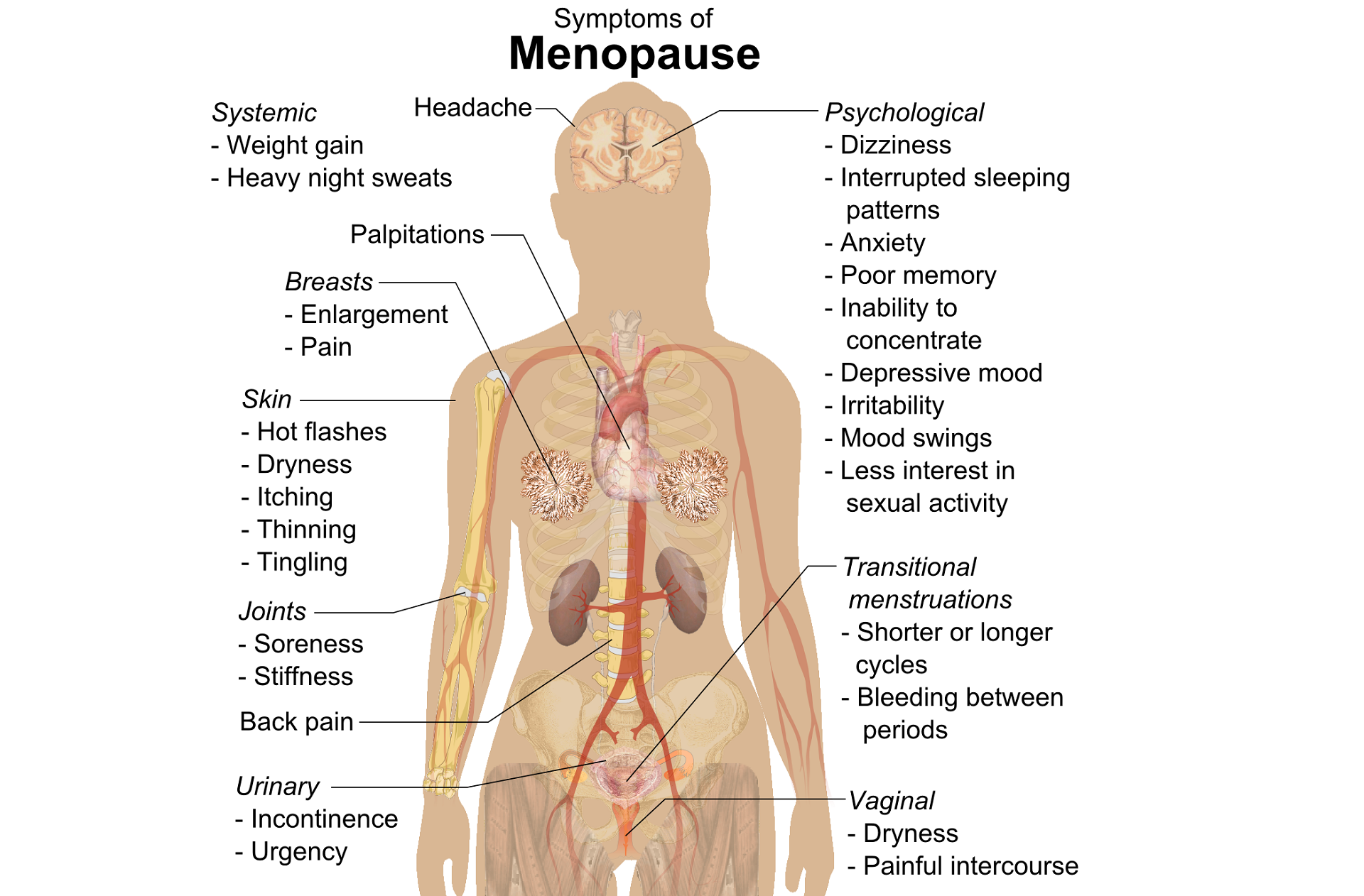 Pelvic, Sexual, and Bone Health at Menopause