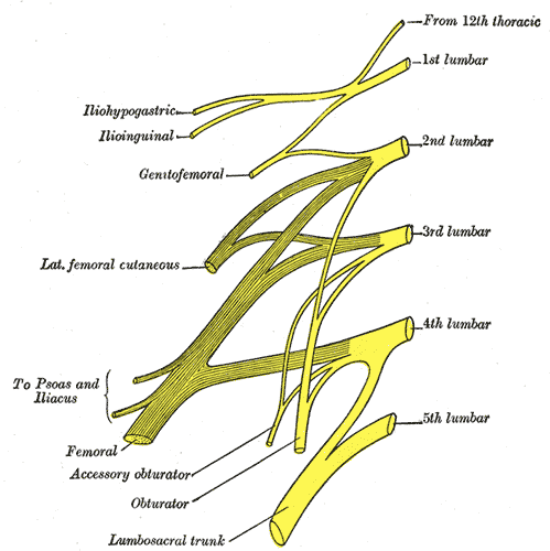 The Lumbosacral Nerve Plexus
