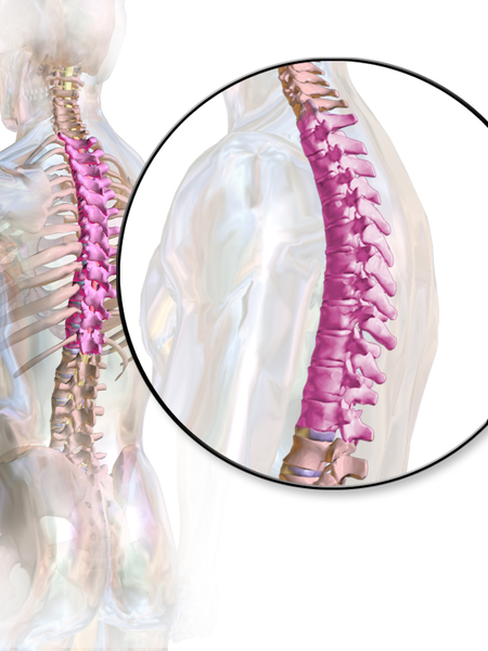 Discovering the Thoracic Spine