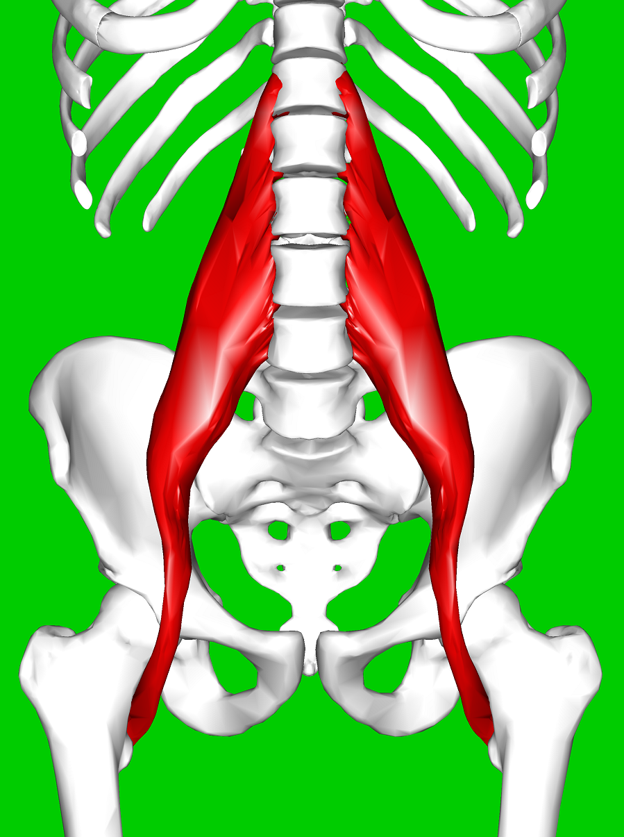 PsoasMuscle.png