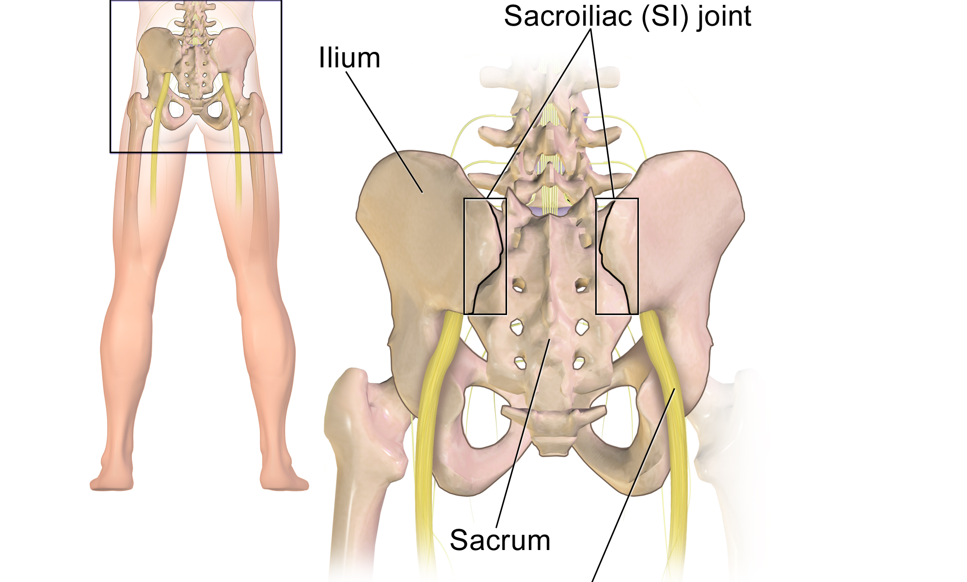 Sacroiliac_Joint.png