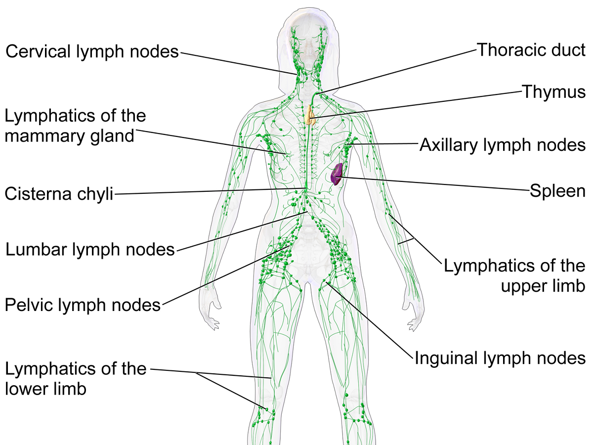 LymphSystemFemale.png
