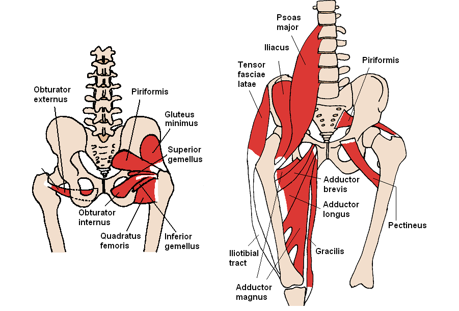 Posterior_Hip_Muscles.PNG