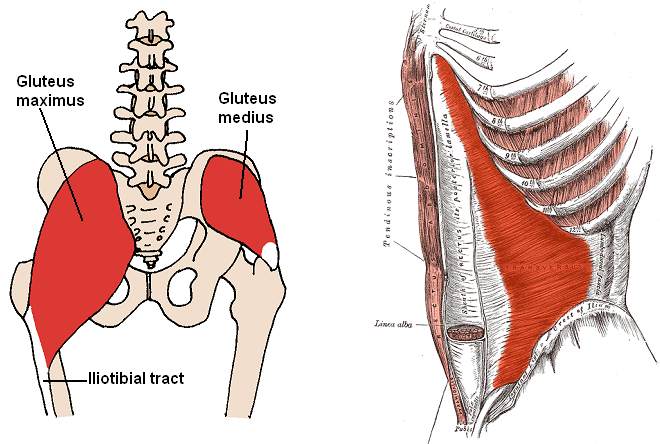 Posterior_Hip_Muscles_3.PNG