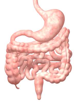 Digestive-System.jpg