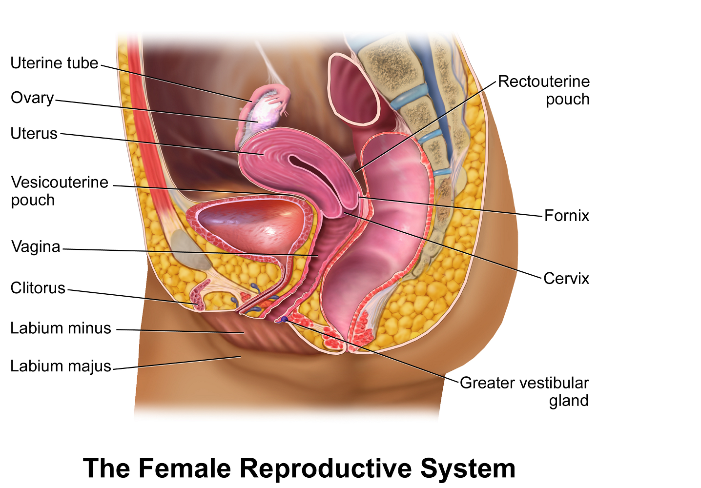 FemaleReproductive.png