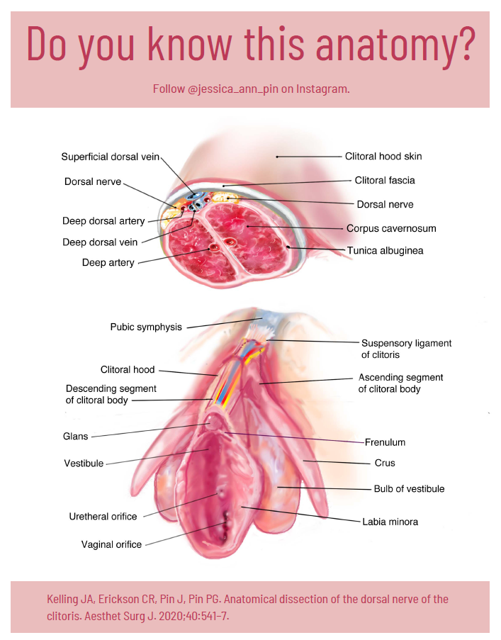 JPin Clitoral Anatomy