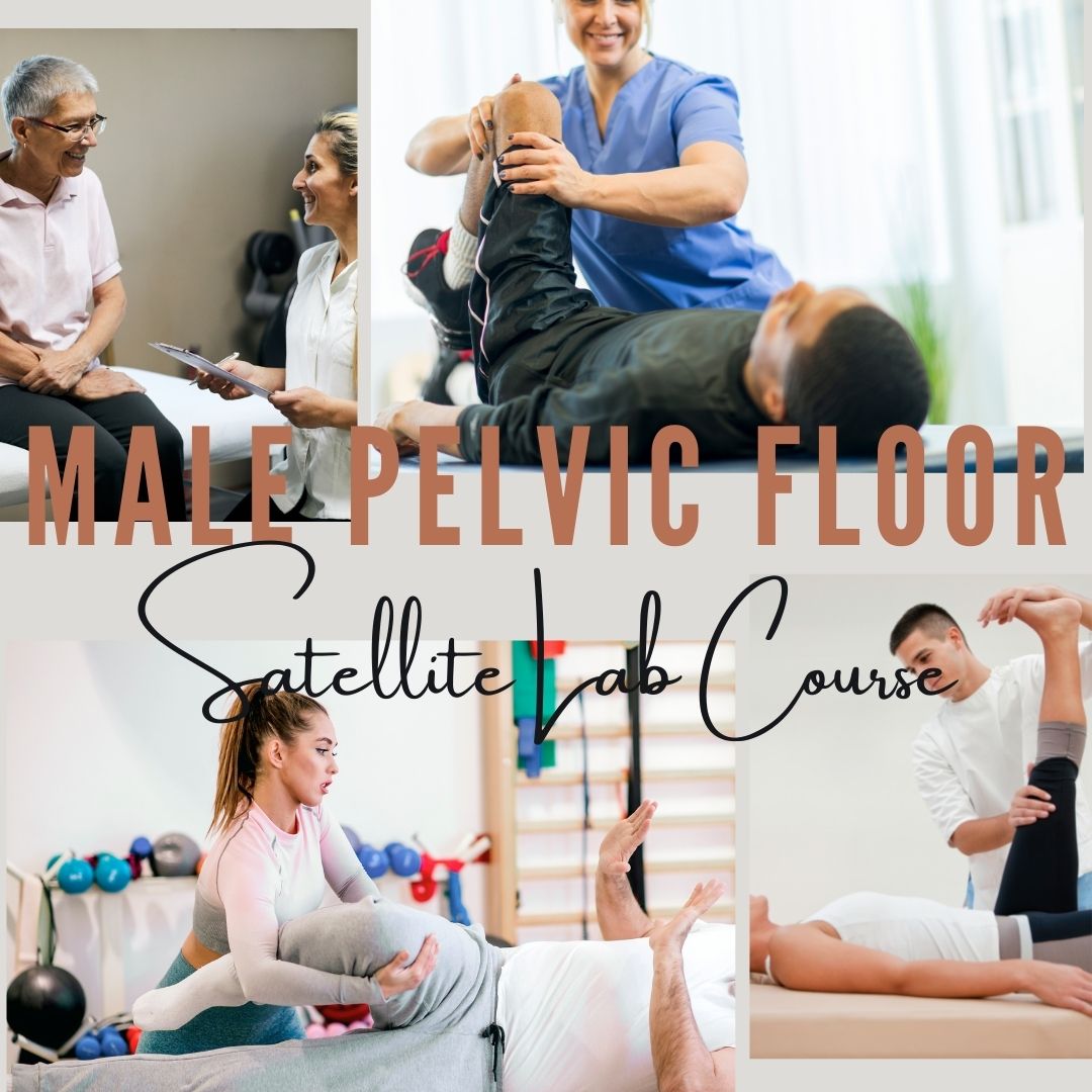 Male Pelvic Floor Function, Dysfunction, and Treatment