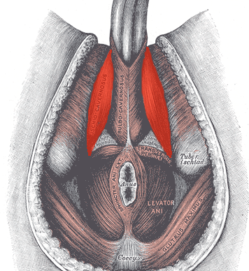 bulbocavernosus and ischiocavernosus muscles